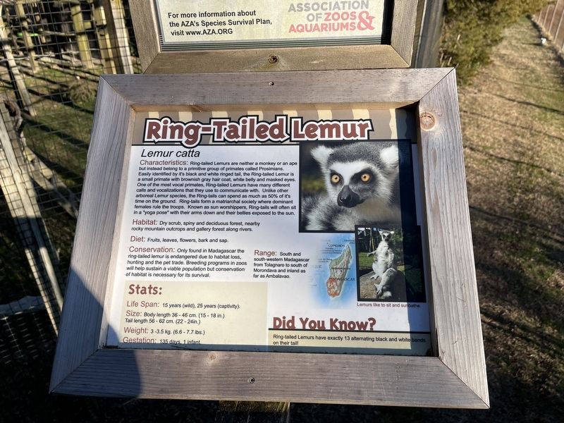 Ring-Tailed Lemur Marker. Click for full size. Ring-Tailed Lemur Marker image. Click for full size.