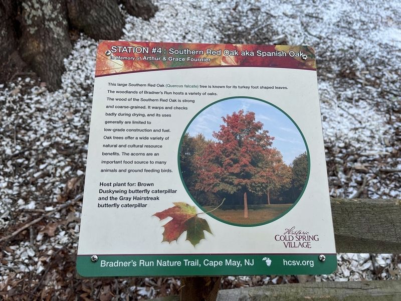 Nearby Southern Red Oak aka Spanish Oak nature signage. Click for full size. Nearby Southern Red Oak aka Spanish Oak nature signage image. Click for full size.