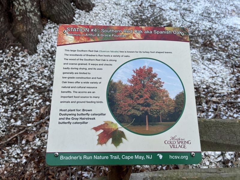 Nearby Southern Red Oak aka Spanish Oak nature signage image. Click for full size.