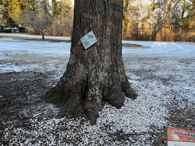 Southern Red Oak Marker. Click for full size. Southern Red Oak Marker image. Click for full size.