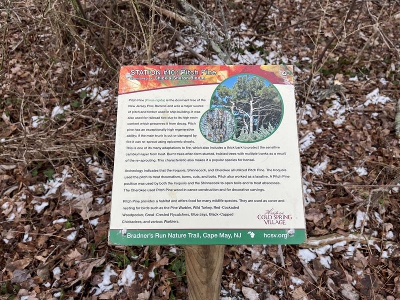 Pitch Pine Marker image. Click for full size.