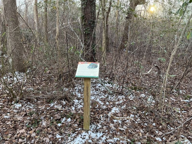 Pitch Pine Marker image. Click for full size.