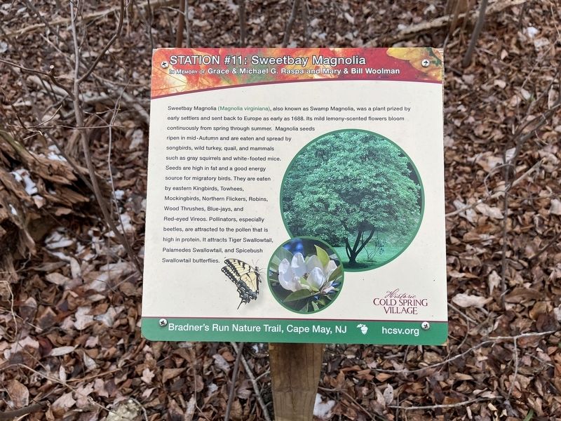 Sweetbay Magnolia Marker image. Click for full size.
