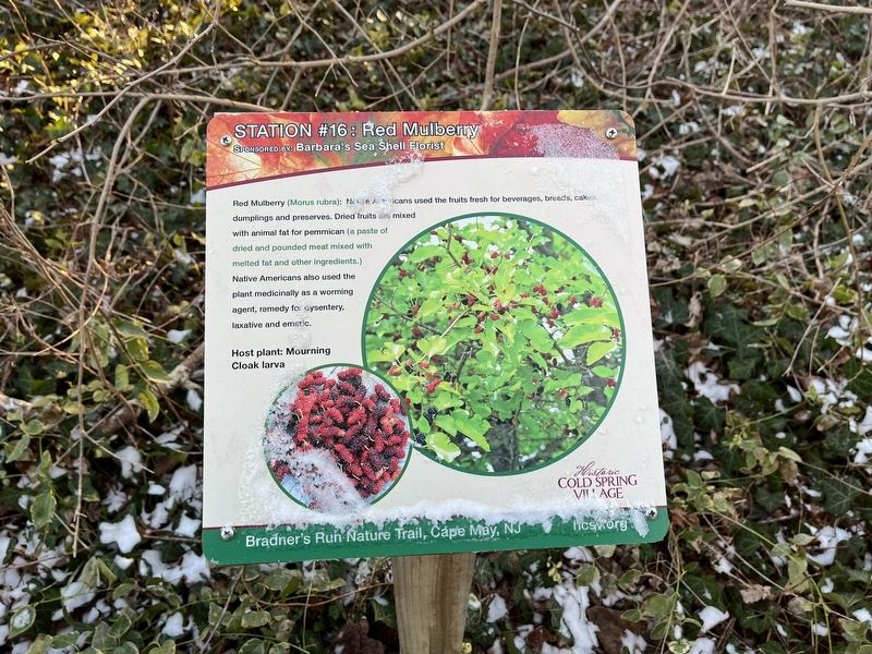 Red Mulberry Marker image. Click for full size.