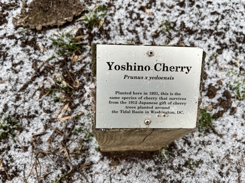 Yoshino Cherry Marker. Click for full size. Yoshino Cherry Marker image. Click for full size.
