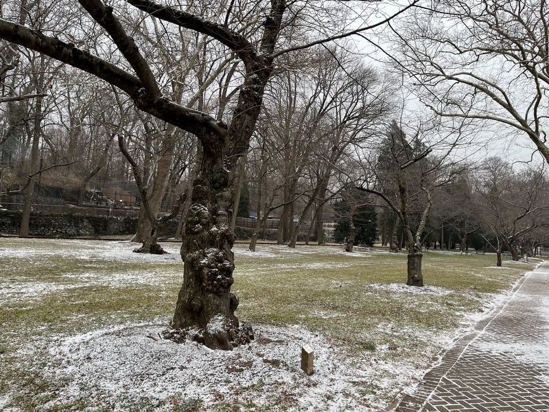 The Yoshino Cherry Tree. Click for full size. The Yoshino Cherry Tree image. Click for full size.