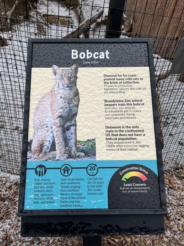 Bobcat Marker image. Click for full size.
