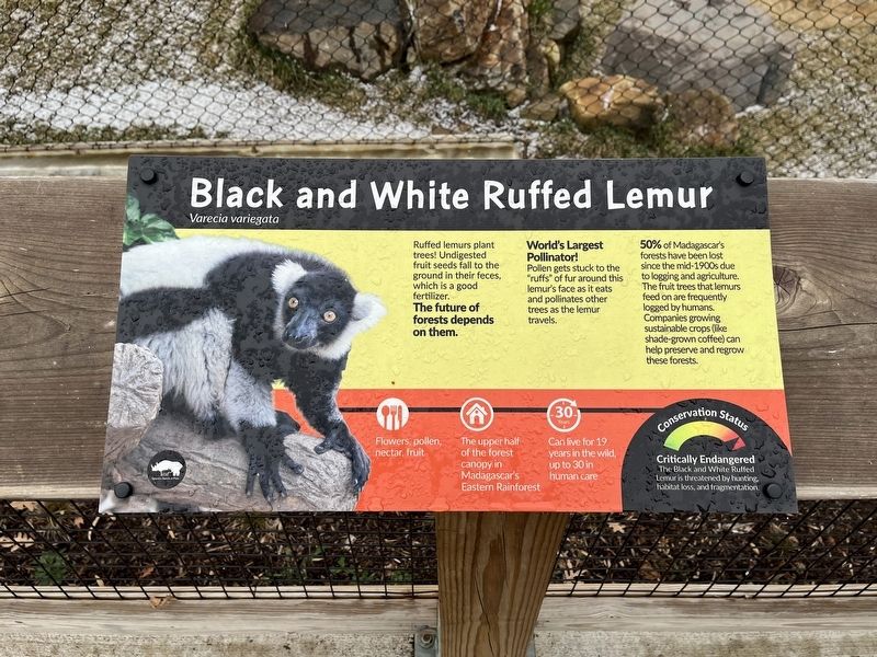 Black and White Ruffed Lemur Marker. Click for full size. Black and White Ruffed Lemur Marker image. Click for full size.
