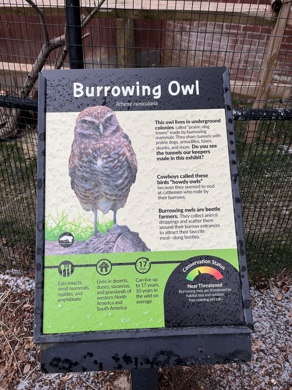 Burrowing Owl Marker image. Click for full size.