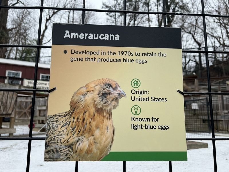 Ameraucana Marker. Click for full size. Ameraucana Marker image. Click for full size.
