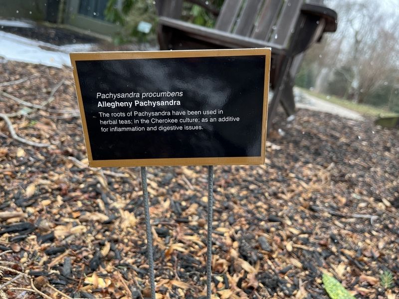 Allegheny Pachysandra Marker image. Click for full size.
