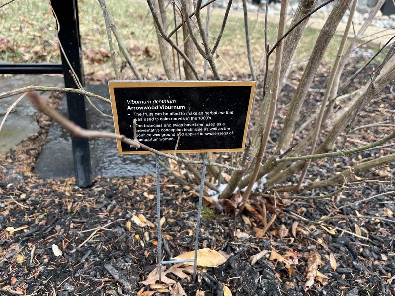 Arrowwood Viburnum Marker. Click for full size. Arrowwood Viburnum Marker image. Click for full size.