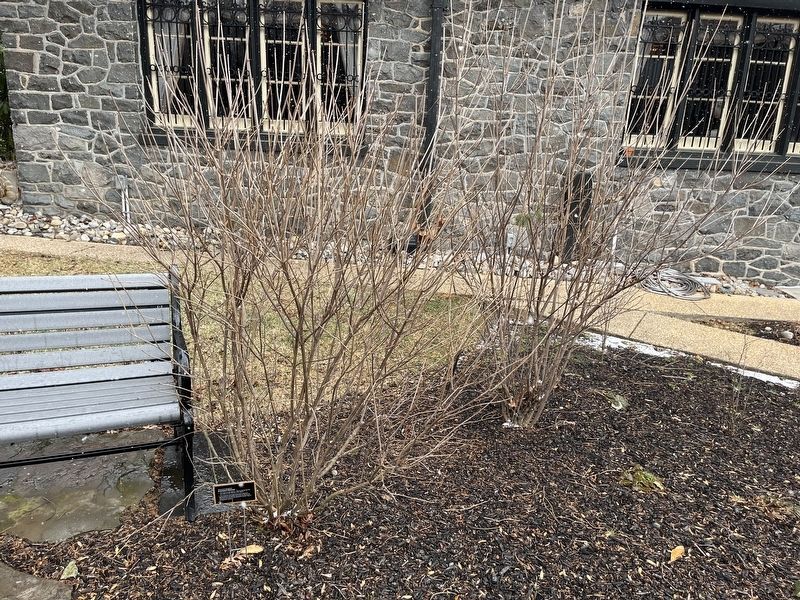 Arrowwood Viburnum Marker. Click for full size. Arrowwood Viburnum Marker image. Click for full size.