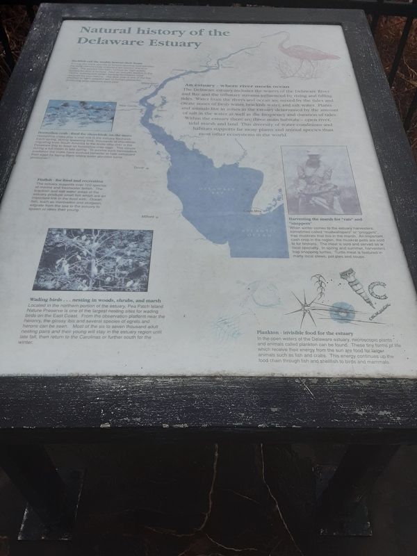 Natural history of the Delaware Estuary Marker image. Click for full size.