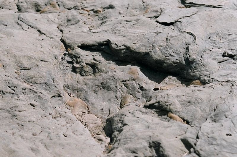 An Ankylosaur footprint in Tumbler Ridge image. Click for full size.