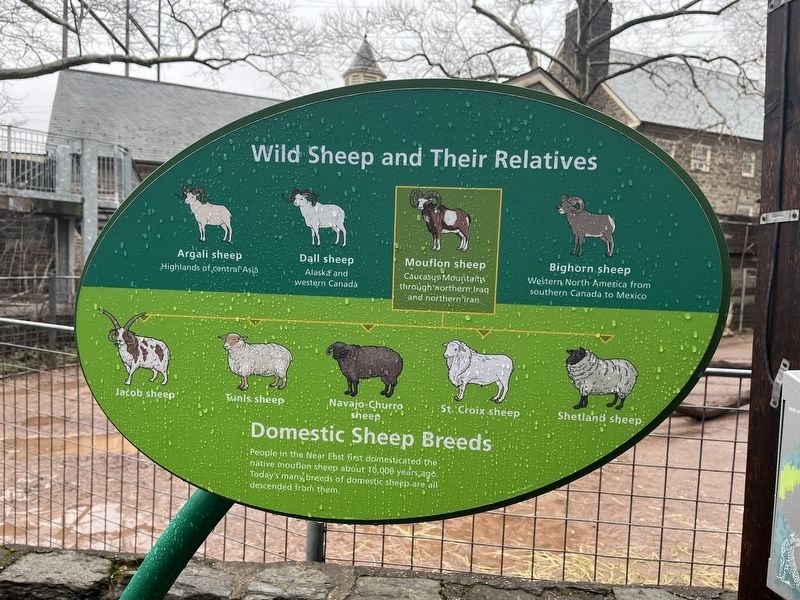 Domestic Sheep Breeds Marker image. Click for full size.