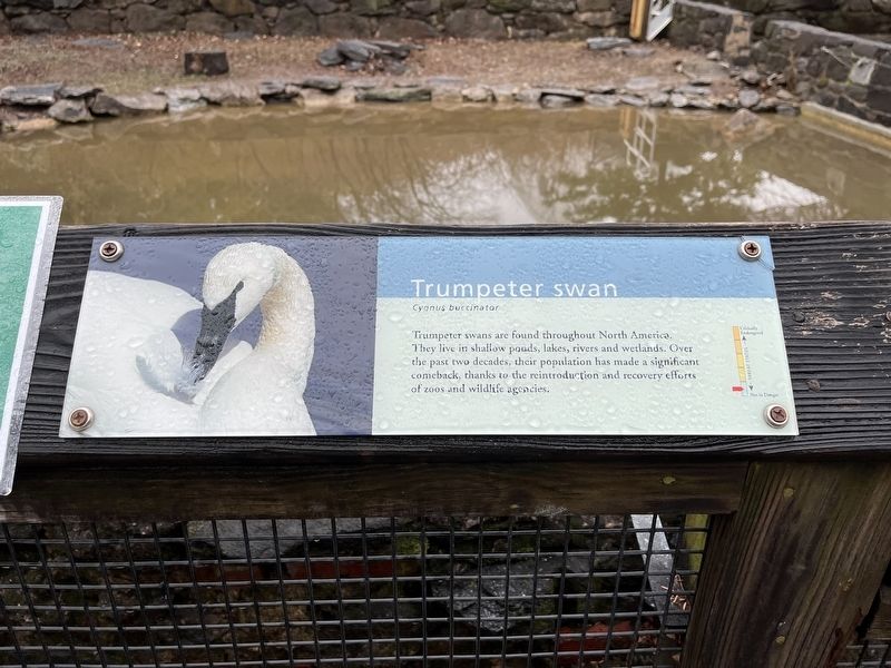 Trumpeter swan Marker image. Click for full size.