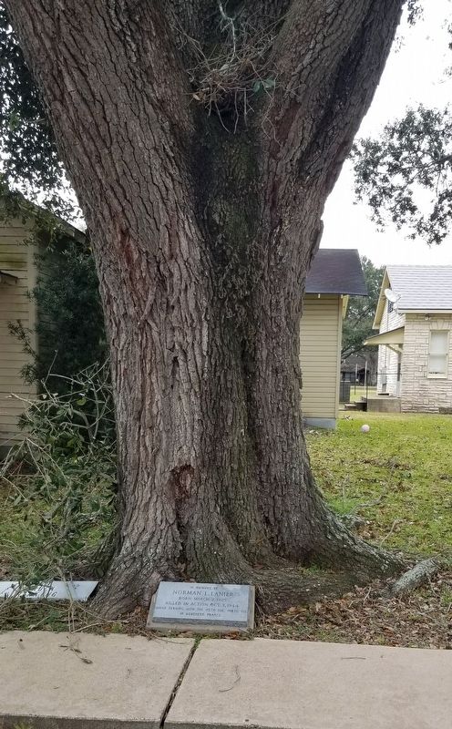 The Norman L. Lanier Memorial at the base of the oak tree image. Click for full size.