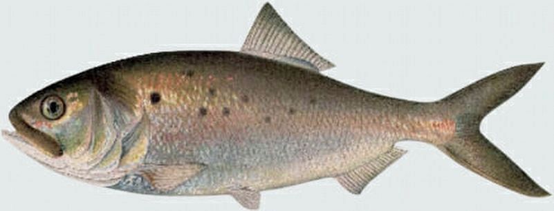 Menhaden: The fish that built Beaufort. image. Click for more information.