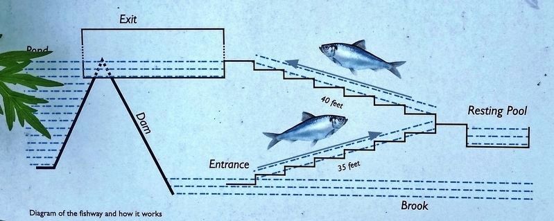 Marker detail: Diagram of the Fishway and How it Works image. Click for full size.