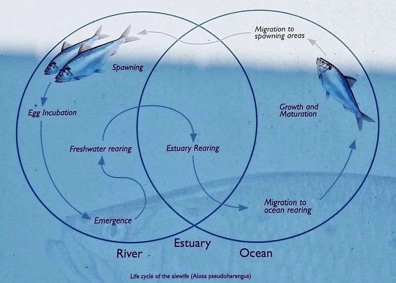 Marker detail: Life Cycle of the Alewife<br>(<i>Alosa pseudoharengus</i>) image. Click for full size.