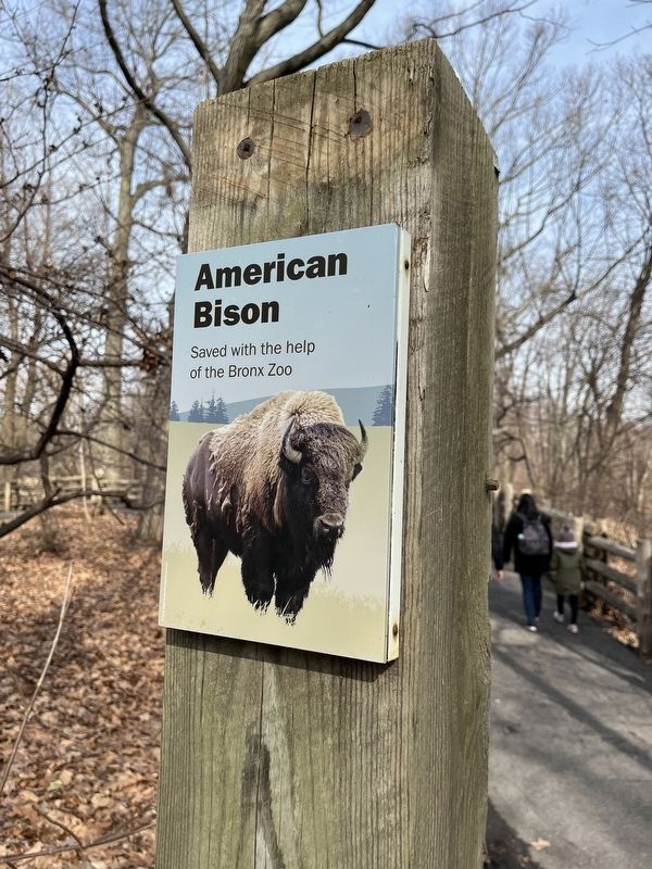 American Bison Marker image. Click for full size.