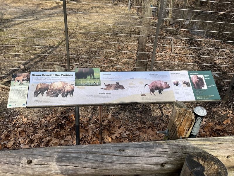 Bison Benefit the Prairies Marker. Click for full size. Bison Benefit the Prairies Marker image. Click for full size.