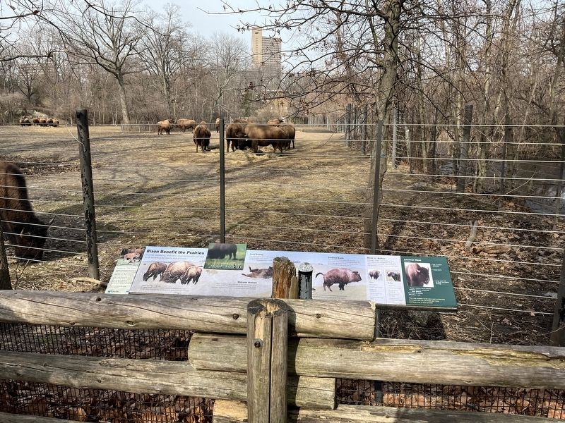 Bison Benefit the Prairies Marker. Click for full size. Bison Benefit the Prairies Marker image. Click for full size.