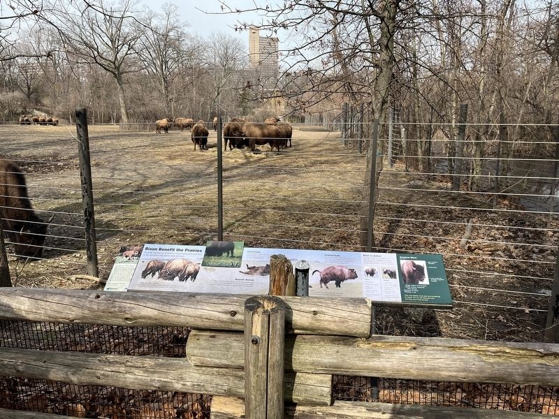 Bison Benefit the Prairies Marker image. Click for full size.