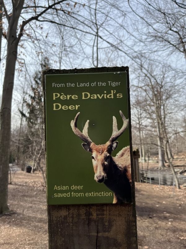 Pre David's Deer Marker image. Click for full size.