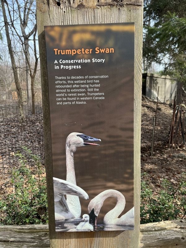Trumpeter Swan Marker image. Click for full size.