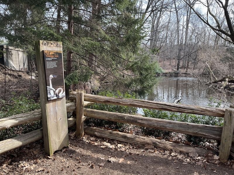 Trumpeter Swan Marker. Click for full size. Trumpeter Swan Marker image. Click for full size.