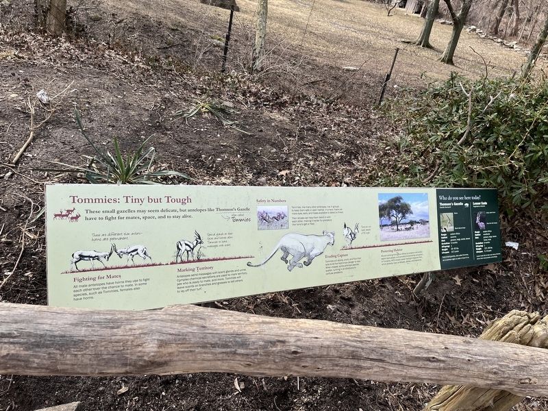 Tommies: Tiny but Tough Marker. Click for full size. Tommies: Tiny but Tough Marker image. Click for full size.