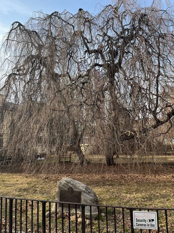 The The Weeping Beech Tree image. Click for full size.