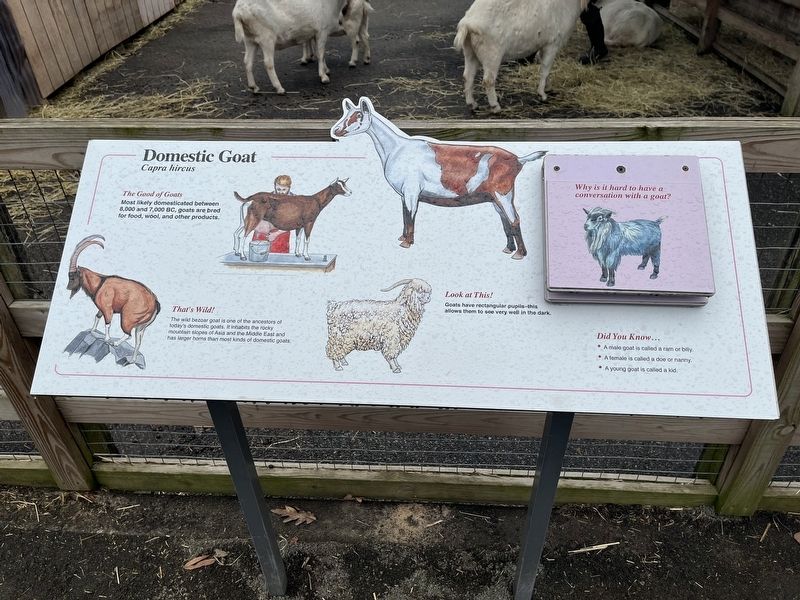 Domestic Goat Marker image. Click for full size.