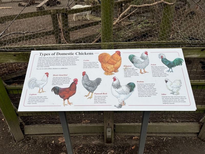 Types of Domestic Chickens Marker image. Click for full size.