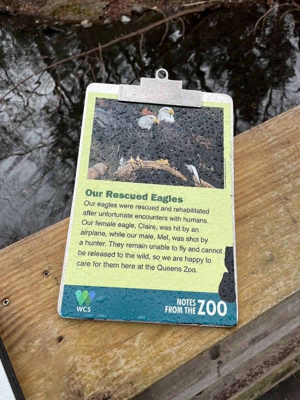 Our Rescued Eagles Marker image. Click for full size.