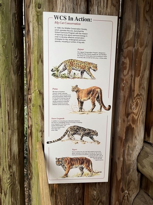 WCS In Action: Big Cat Conservation Marker image. Click for full size.