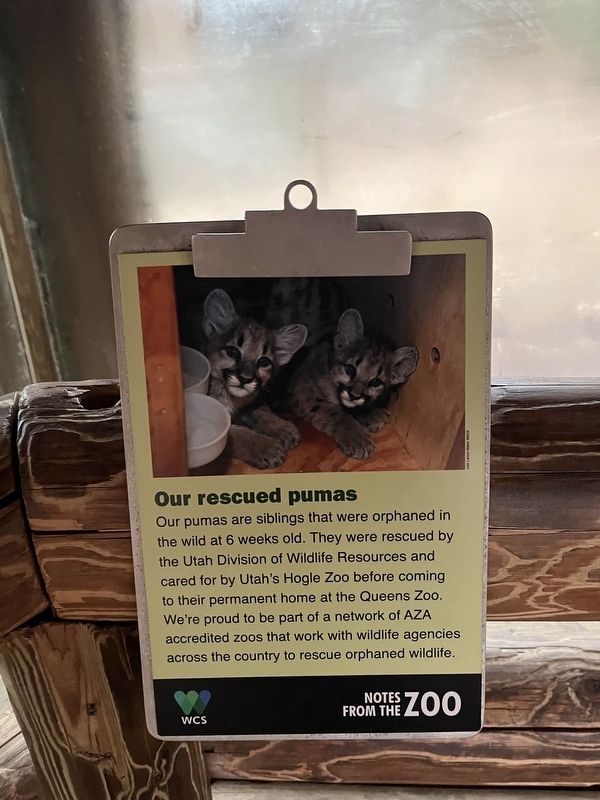 Our rescued pumas Marker. Click for full size. Our rescued pumas Marker image. Click for full size.