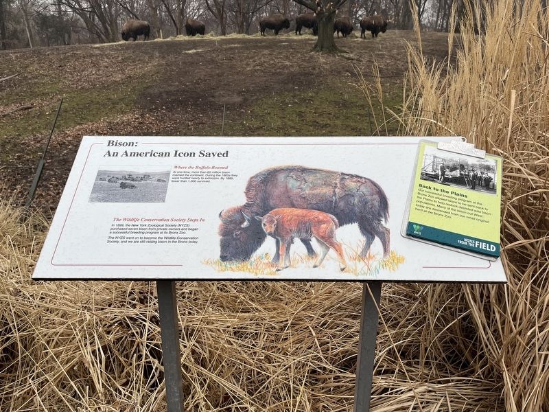 Bison: An American Icon Saved Marker image. Click for full size.