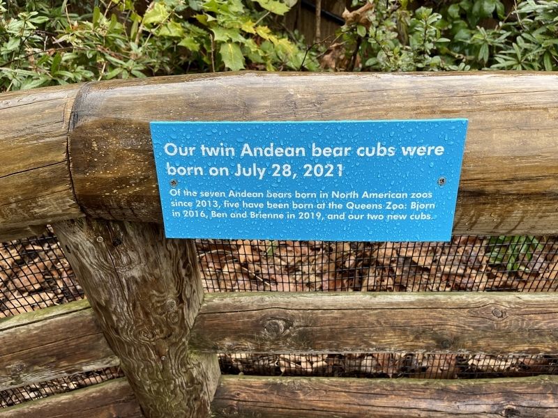Our twin Andean bear cubs were born on July 28, 2021 Marker image. Click for full size.