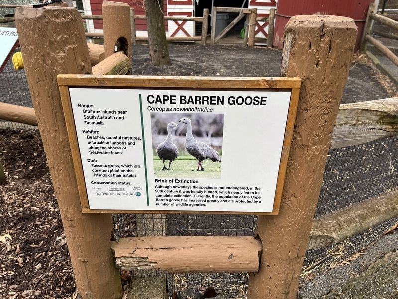 Cape Barren Goose Marker image. Click for full size.