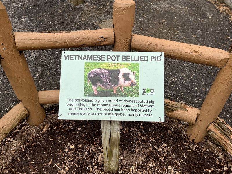 Vietnamese Pot Bellied Pig Marker. Click for full size. Vietnamese Pot Bellied Pig Marker image. Click for full size.