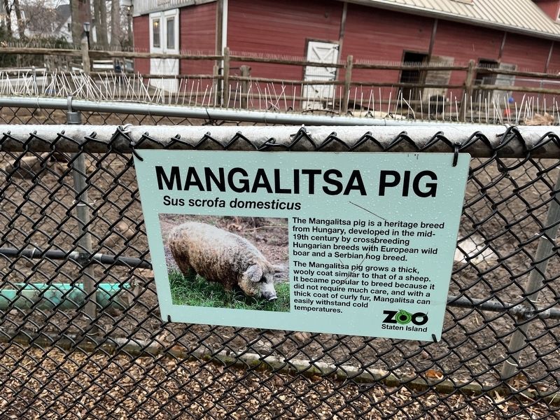 Mangalitsa Pig Marker image. Click for full size.