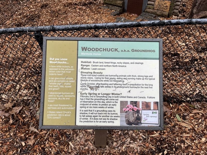 Woodchuck, a.k.a. Groundhog Marker. Click for full size. Woodchuck, a.k.a. Groundhog Marker image. Click for full size.
