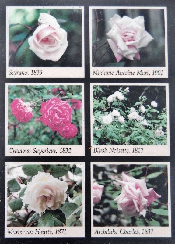 Marker detail: Roses image. Click for full size.