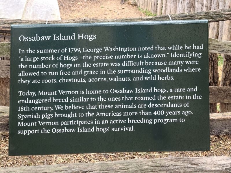 Ossabaw Island Hogs Marker image. Click for full size.