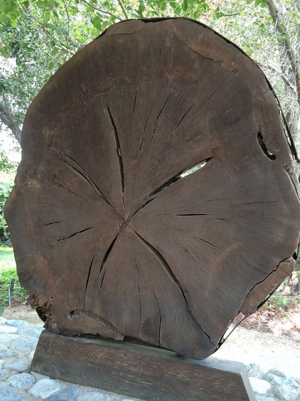 Coast Live Oak Cross Section image. Click for full size.