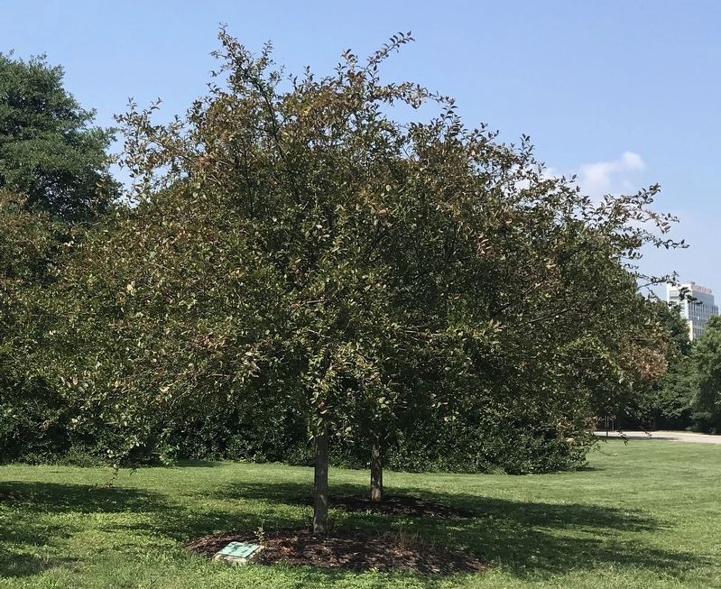 This Tree Dedicated to Major Richard Heath Marker. Click for full size. This Tree Dedicated to Major Richard Heath Marker image. Click for full size.