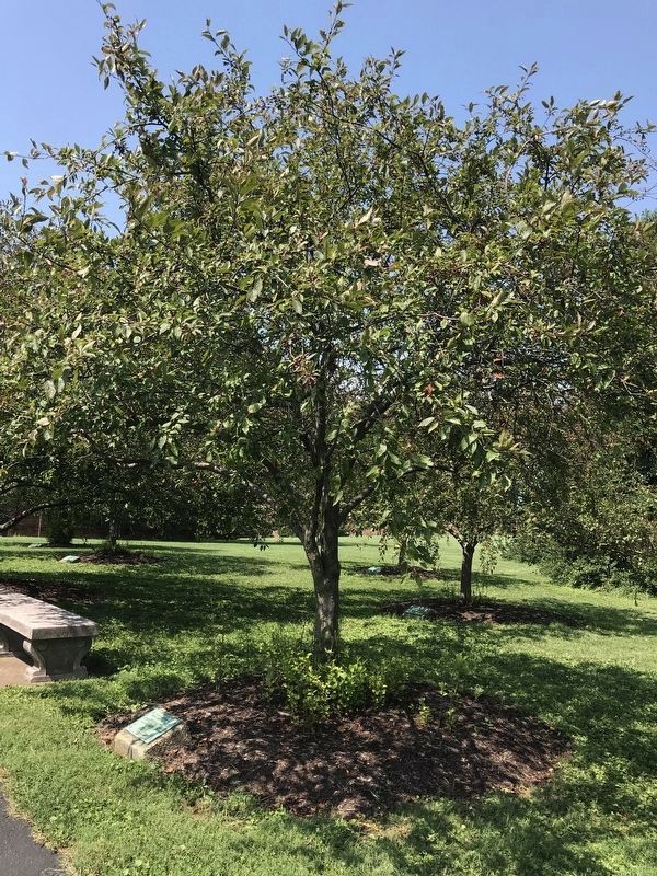 This Tree Dedicated to Major J.J. Ulrich Rivaldi Marker image. Click for full size.